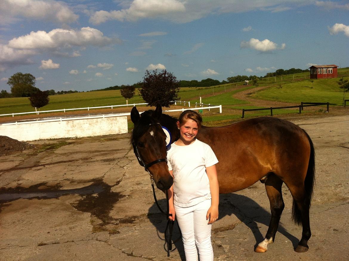 New Forest Horsemosens Prince Hamlet - Til kåring på Mangården<3 han var så fantastisk!:') billede 9