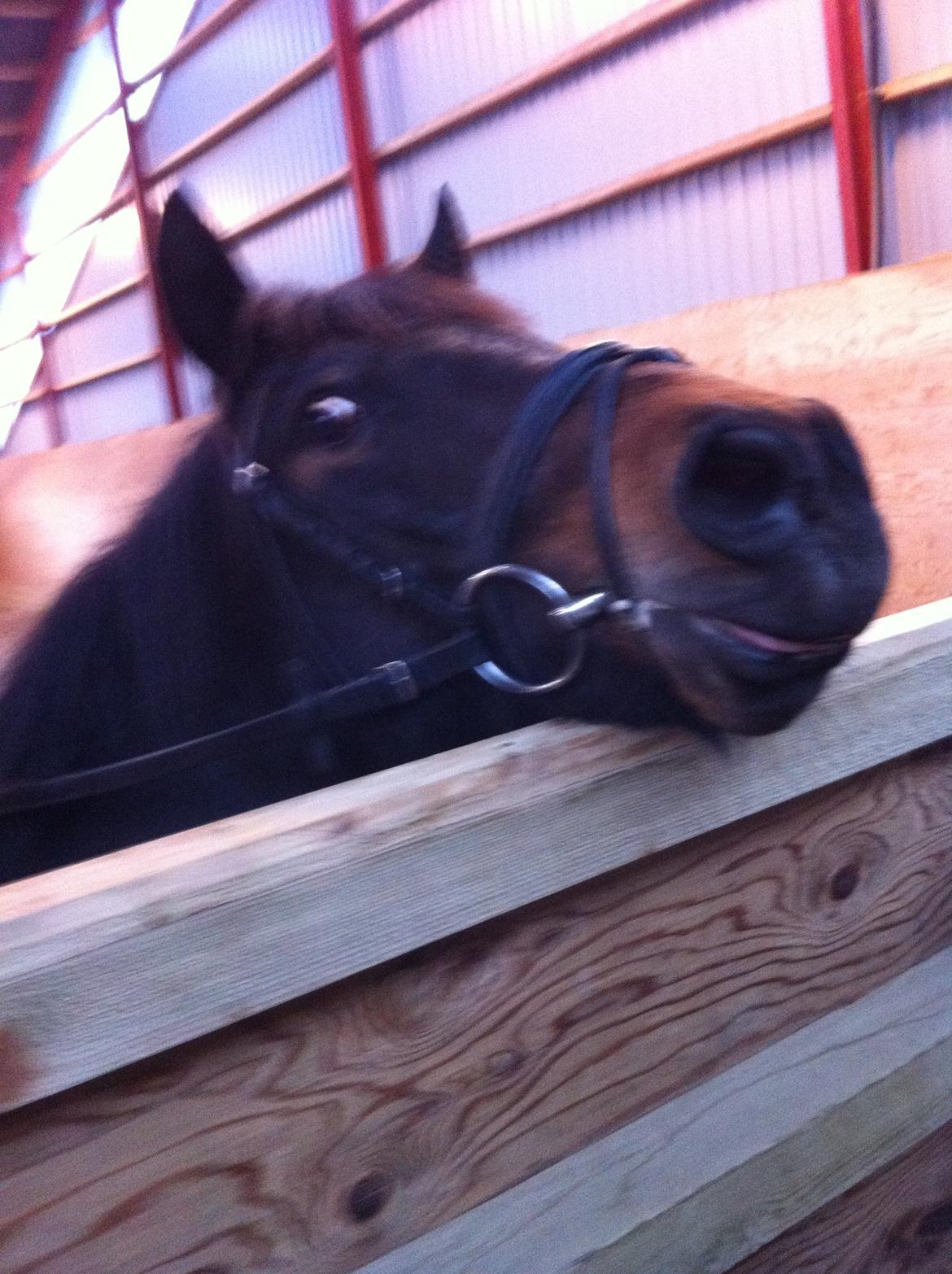 New Forest Horsemosens Prince Hamlet - Skøøre pony!:-P billede 10