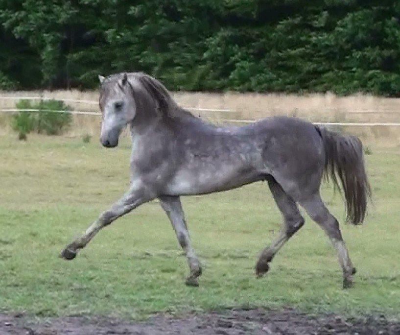 Welsh Pony (sec B) Birtley First Addition *AVLSHINGST* - Se lige mig!! billede 1