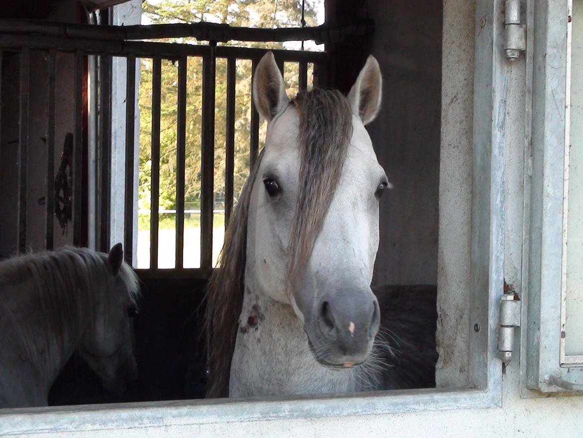 Welsh Pony (sec B) Birtley First Addition *AVLSHINGST* - Smukke dreng billede 4