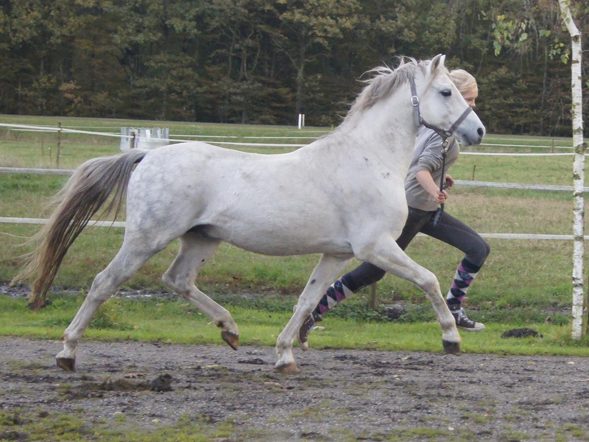 Welsh Pony (sec B) Birtley First Addition *AVLSHINGST* - Ude at tage billeder billede 5