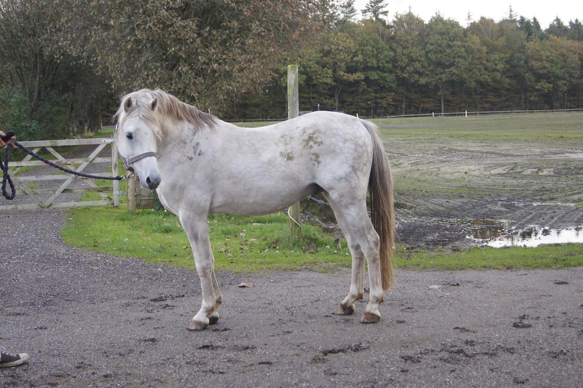Welsh Pony (sec B) Birtley First Addition *AVLSHINGST* - Hvem der:) billede 6