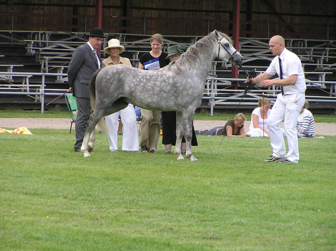 Welsh Pony (sec B) Birtley First Addition *AVLSHINGST* - Kåring billede 7