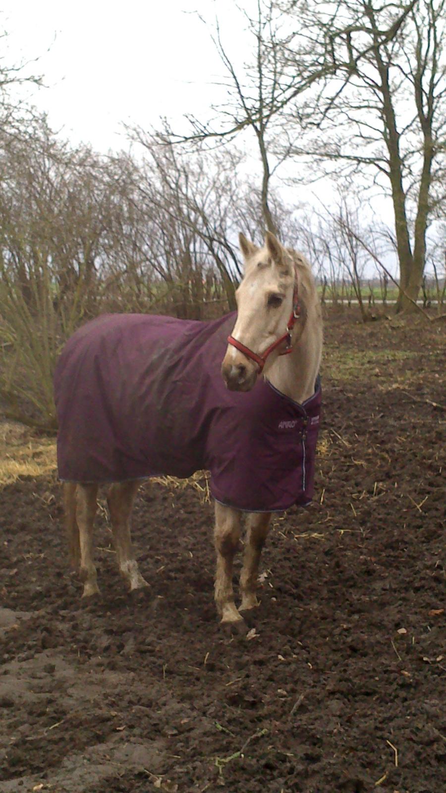 Palomino Frønsen - så fik den lille dame nyt dækken hvor er du smuk med det på og den farve :) billede 7