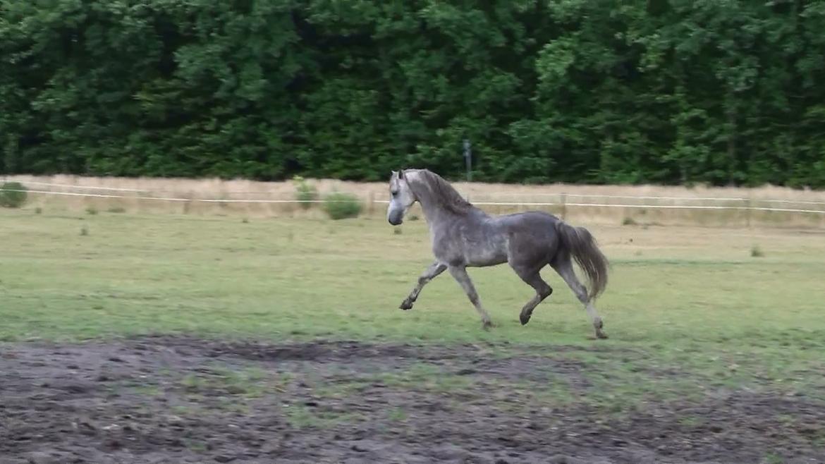 Welsh Pony (sec B) Birtley First Addition *AVLSHINGST* - Blærerøv:) billede 9