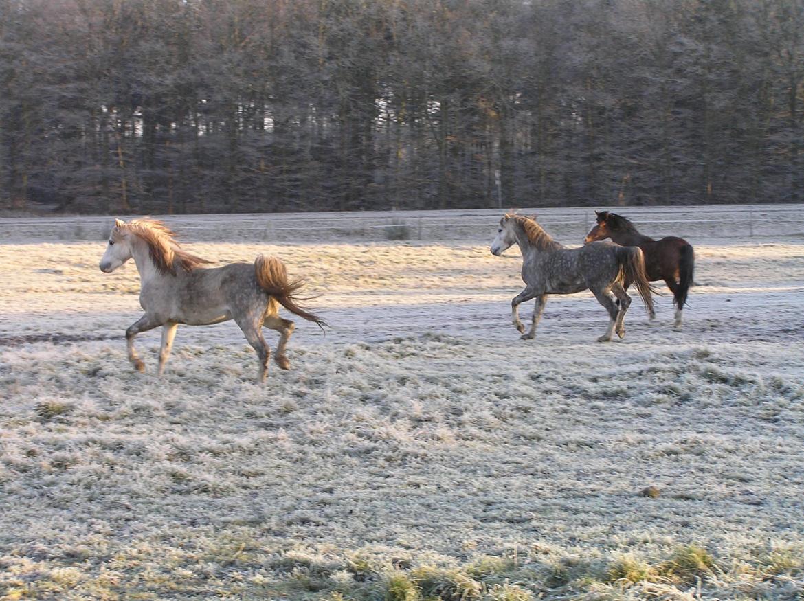Welsh Pony (sec B) Birtley First Addition *AVLSHINGST* - Snebillede billede 11