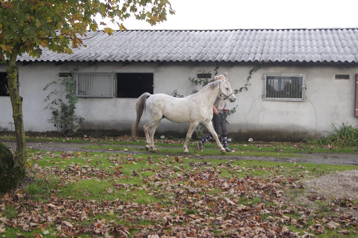 Welsh Pony (sec B) Birtley First Addition *AVLSHINGST* - Ude at gå billede 12