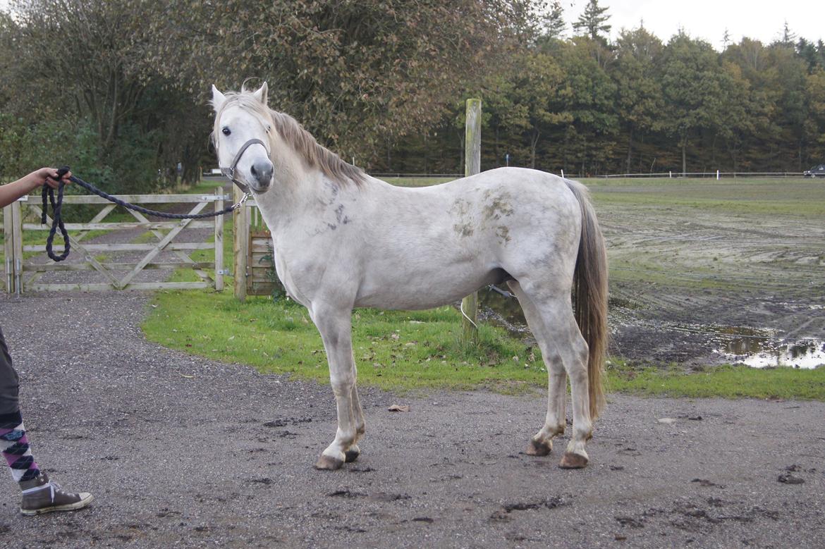 Welsh Pony (sec B) Birtley First Addition *AVLSHINGST* - Farvel billede 13