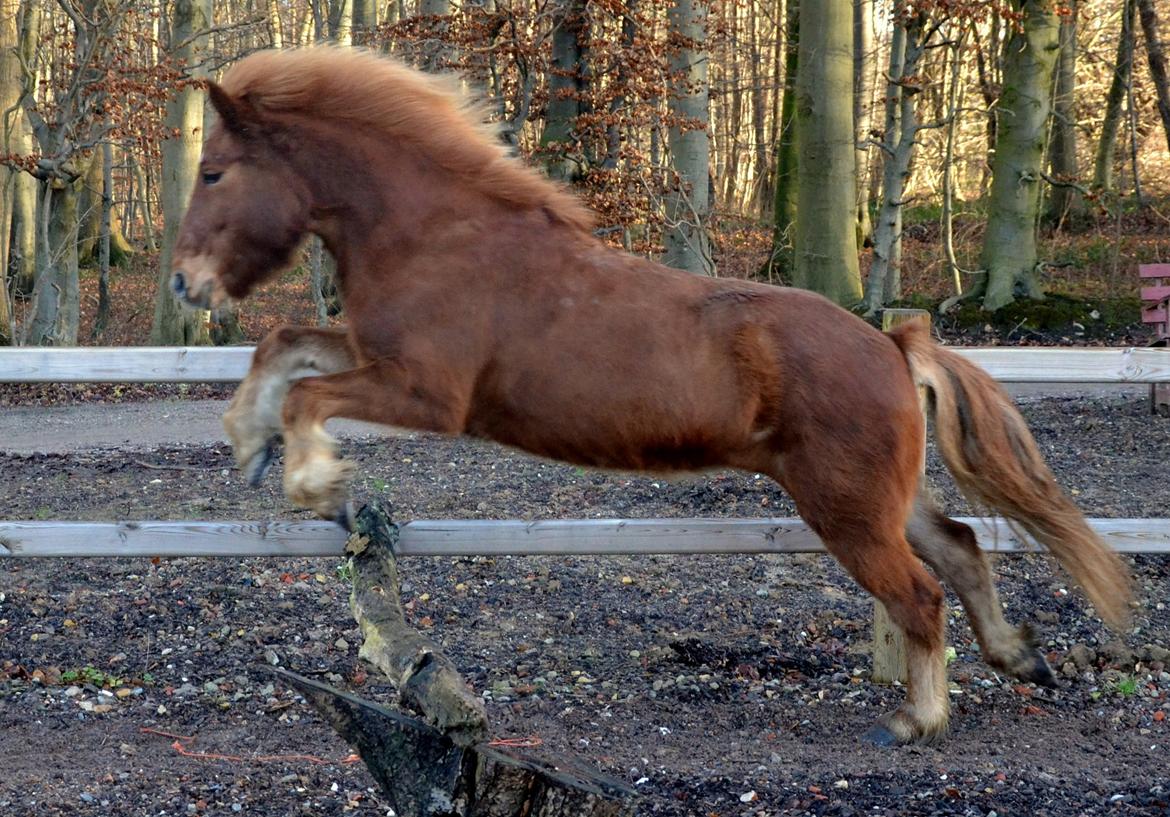 Islænder Stjarna fra Lillenygård - Og der springes  billede 11