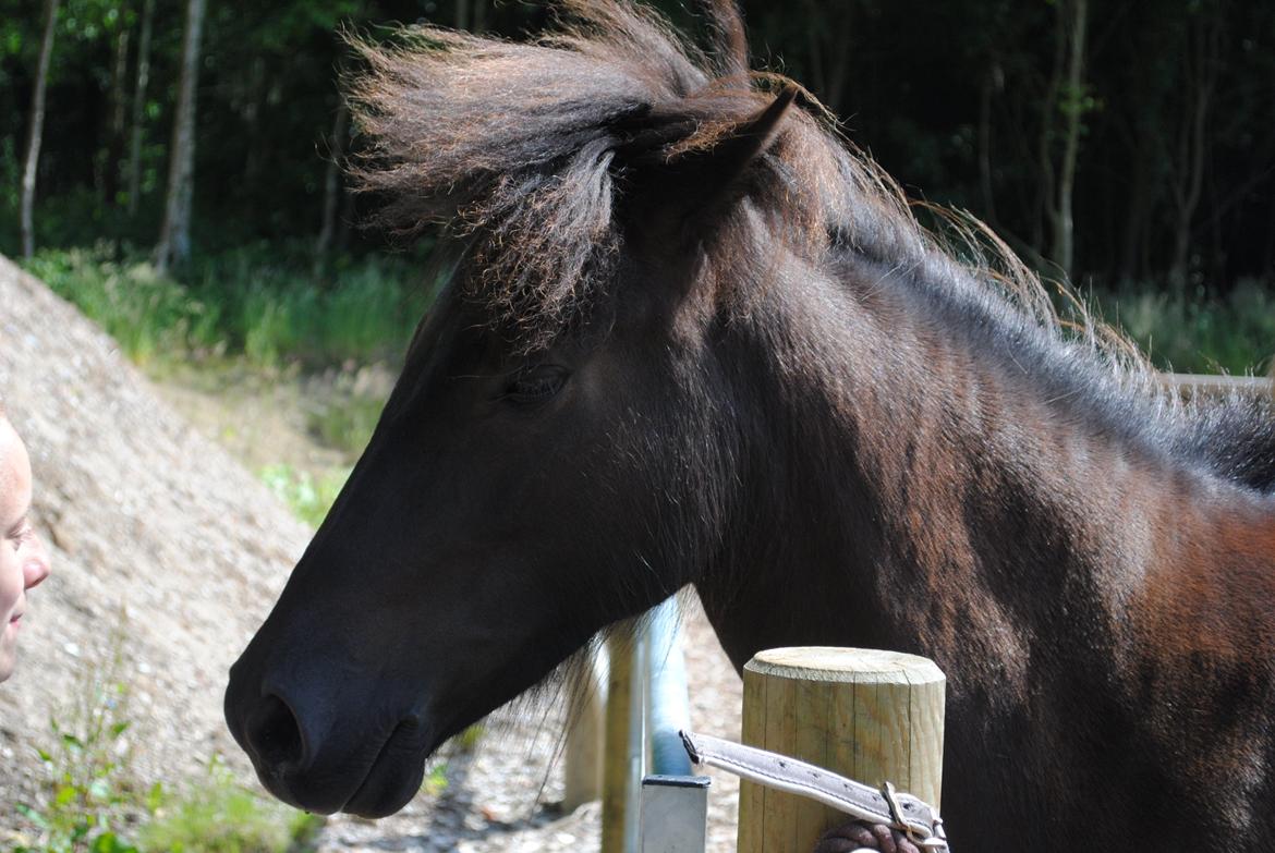 Islænder Dimma fra Kringlan billede 19