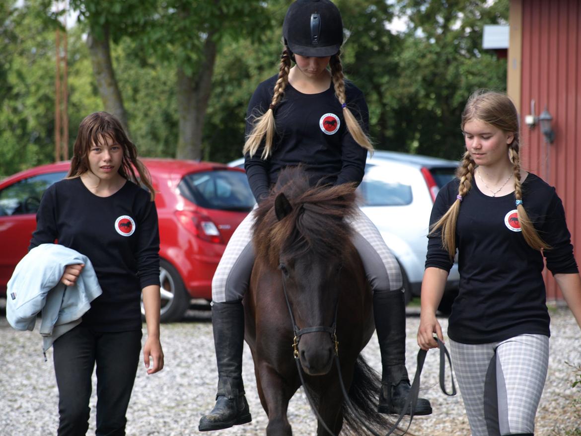 Islænder Dimma fra Kringlan billede 16