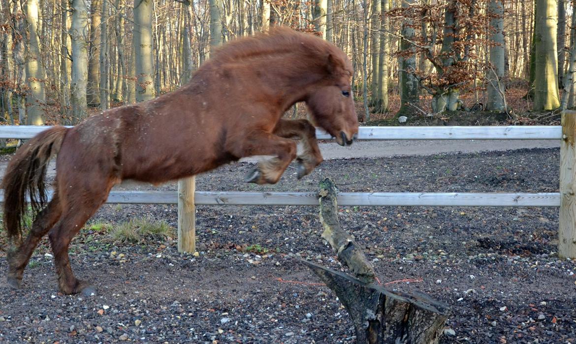 Islænder Elding fra Nyvanggaard billede 12