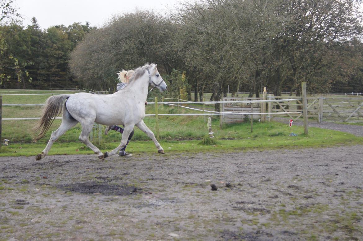 Welsh Pony (sec B) Birtley First Addition *AVLSHINGST* billede 14