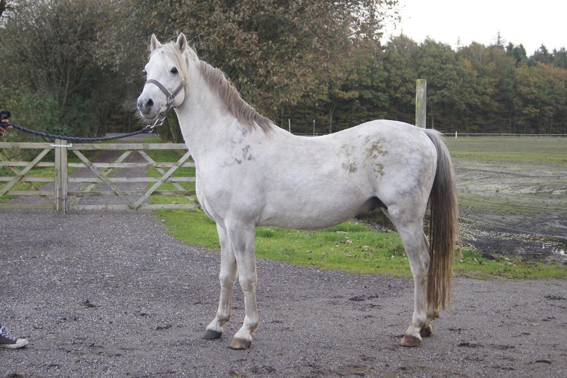 Welsh Pony (sec B) Birtley First Addition *AVLSHINGST* billede 15