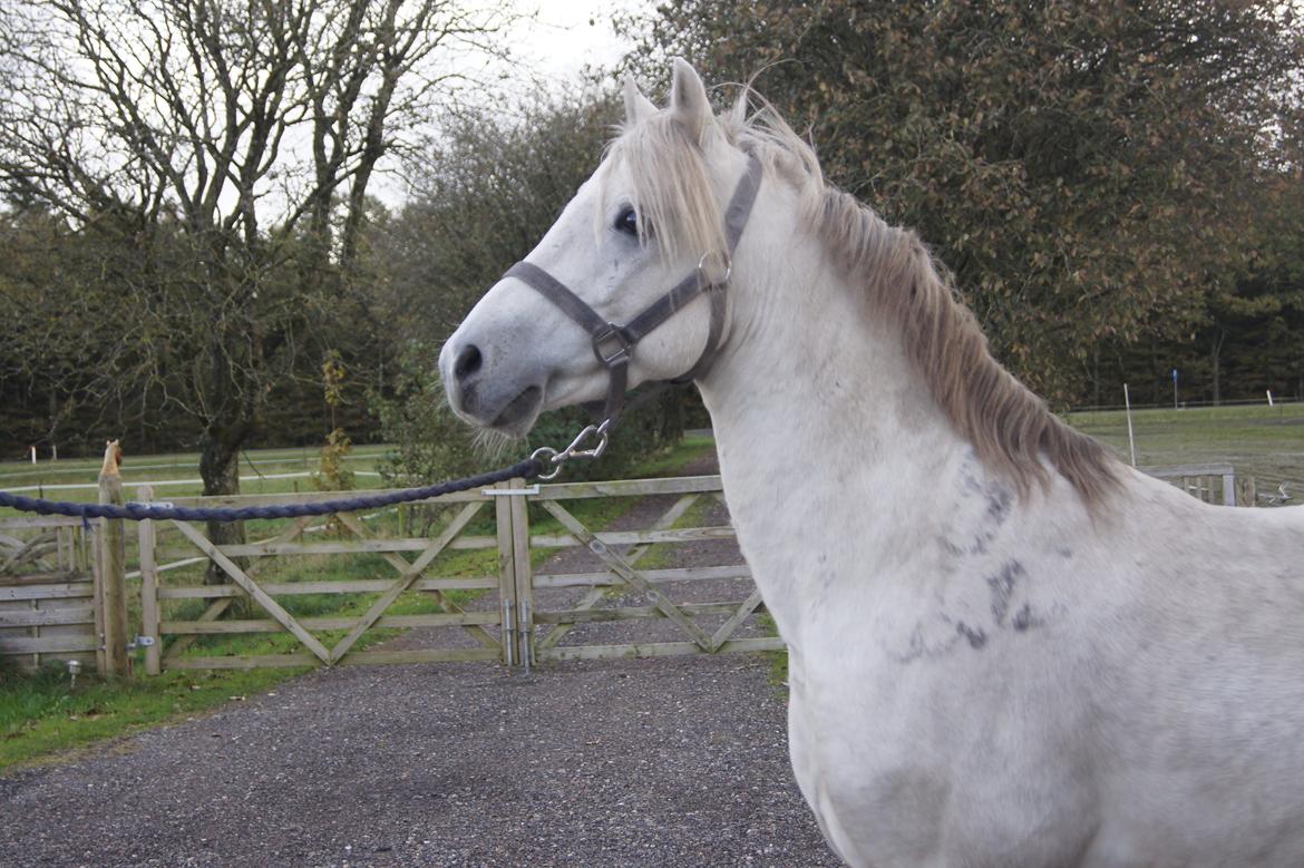 Welsh Pony (sec B) Birtley First Addition *AVLSHINGST* billede 16