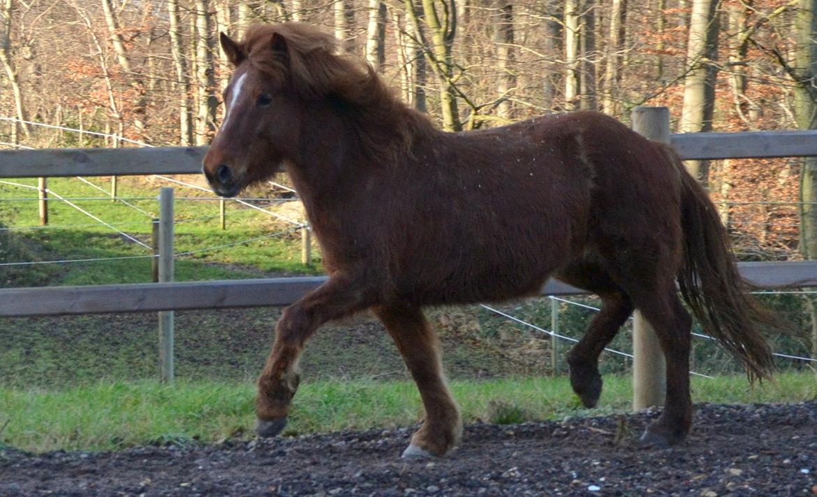 Islænder Elding fra Nyvanggaard billede 13