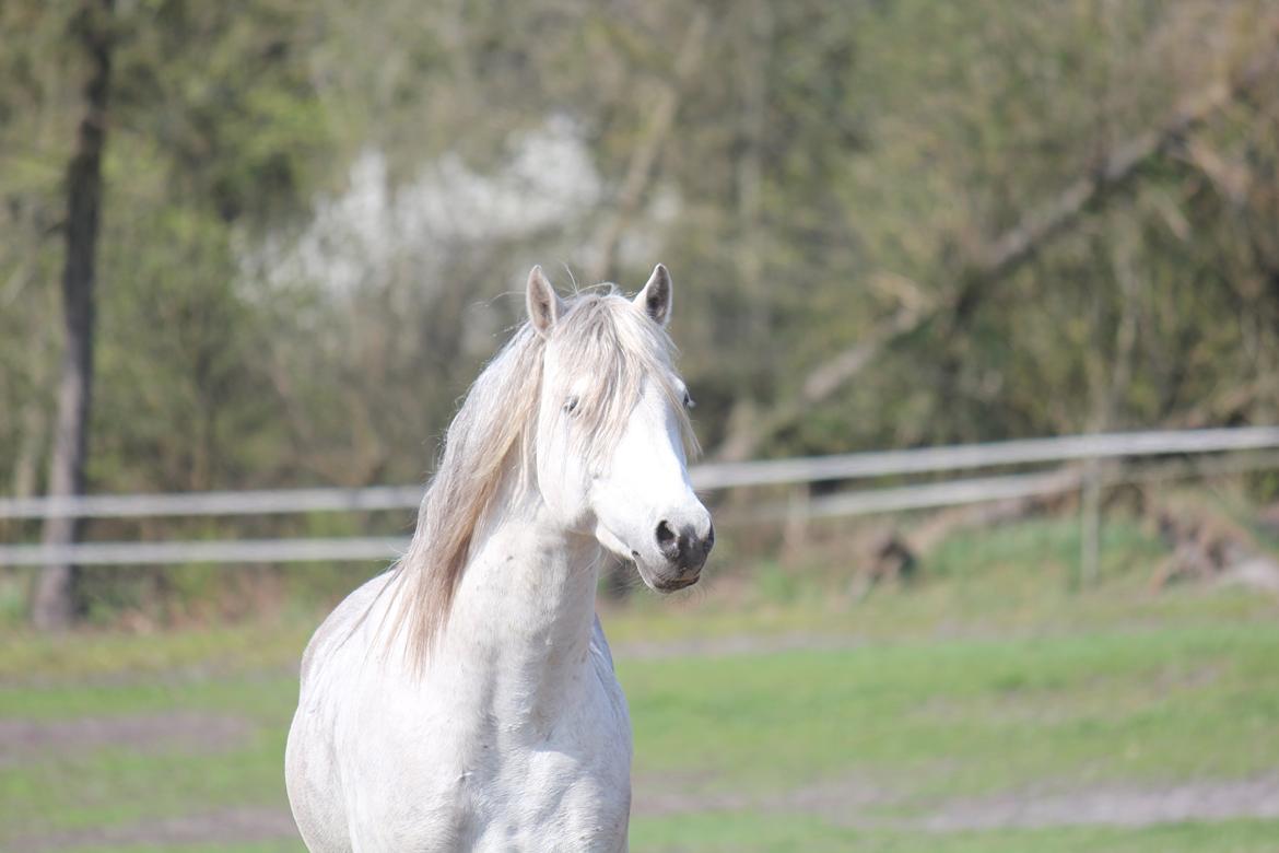 Welsh Pony (sec B) Birtley First Addition *AVLSHINGST* billede 18