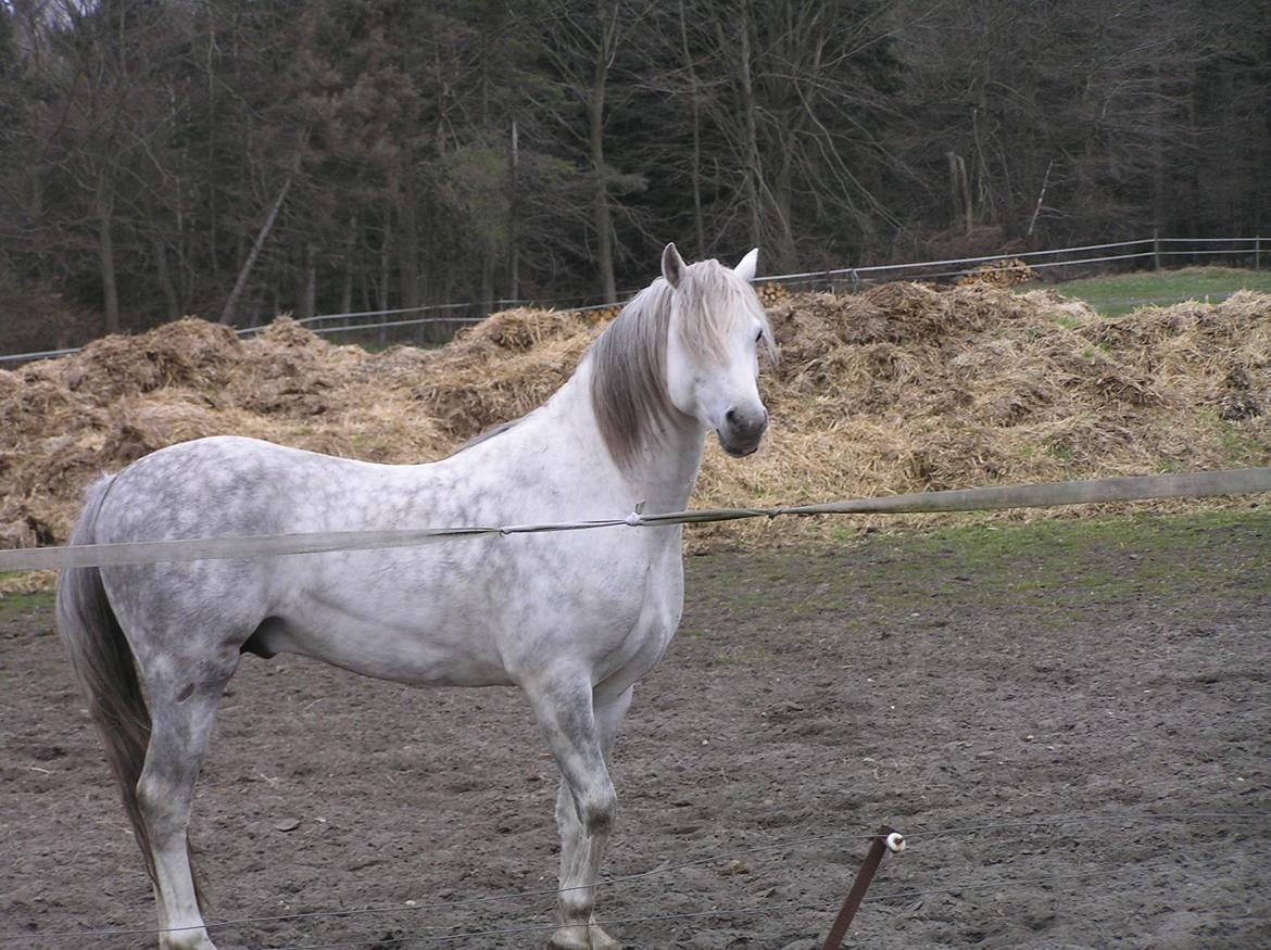 Welsh Pony (sec B) Birtley First Addition *AVLSHINGST* billede 19