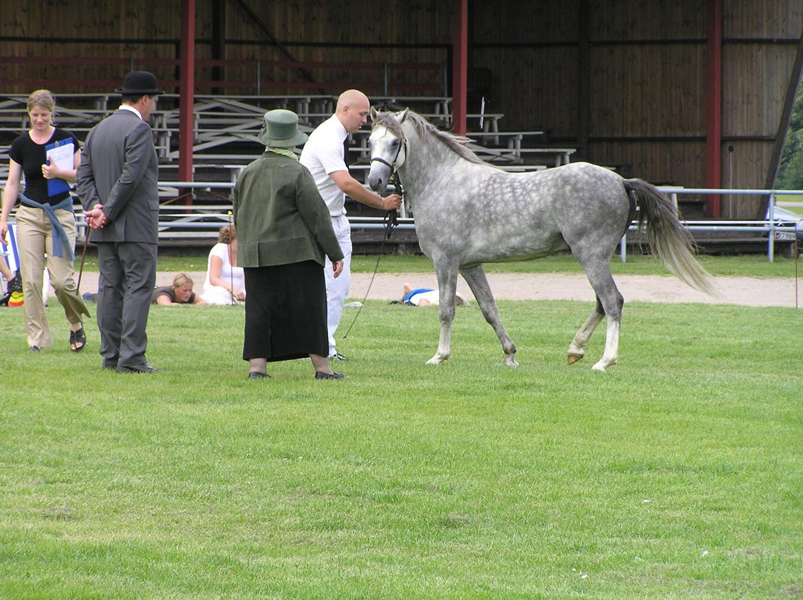 Welsh Pony (sec B) Birtley First Addition *AVLSHINGST* billede 20