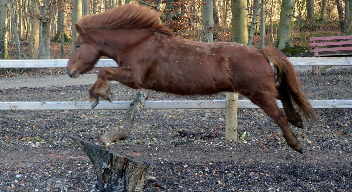 Islænder Elding fra Nyvanggaard billede 14