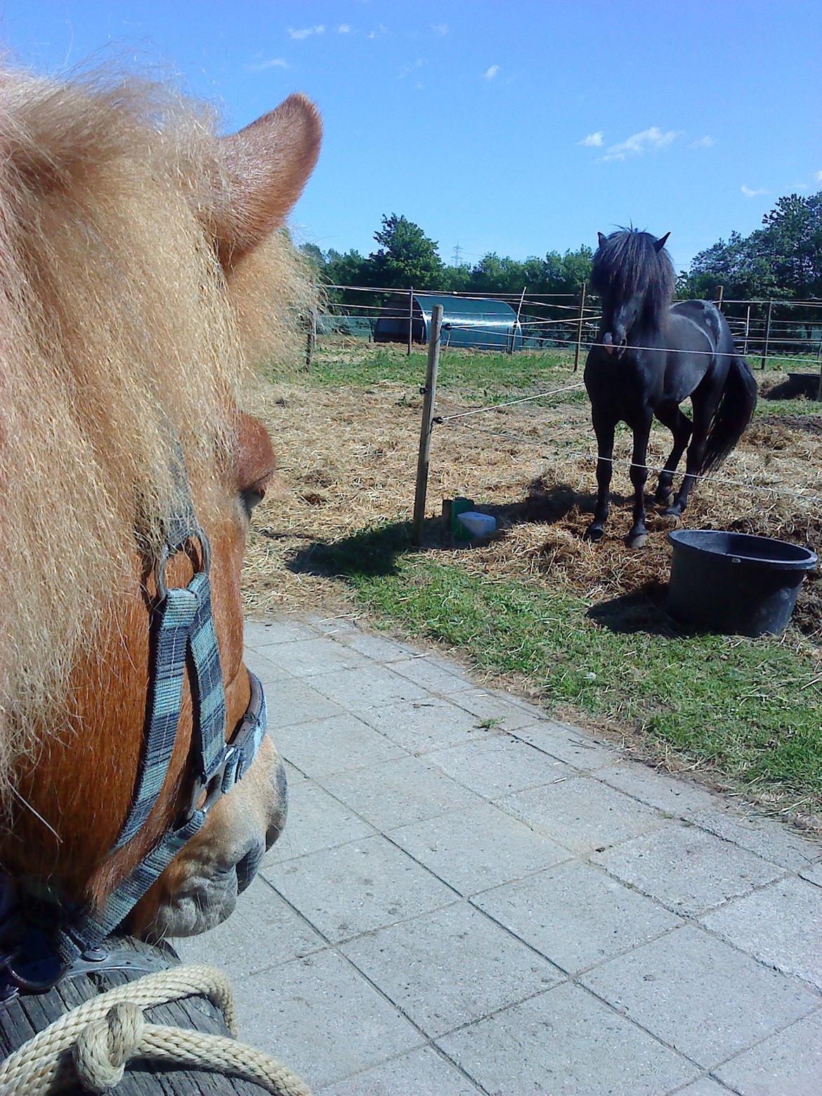 Islænder Stjarna fra Lillenygård - Hun har fået øje på den smukke hingst Fyrsti;) billede 16