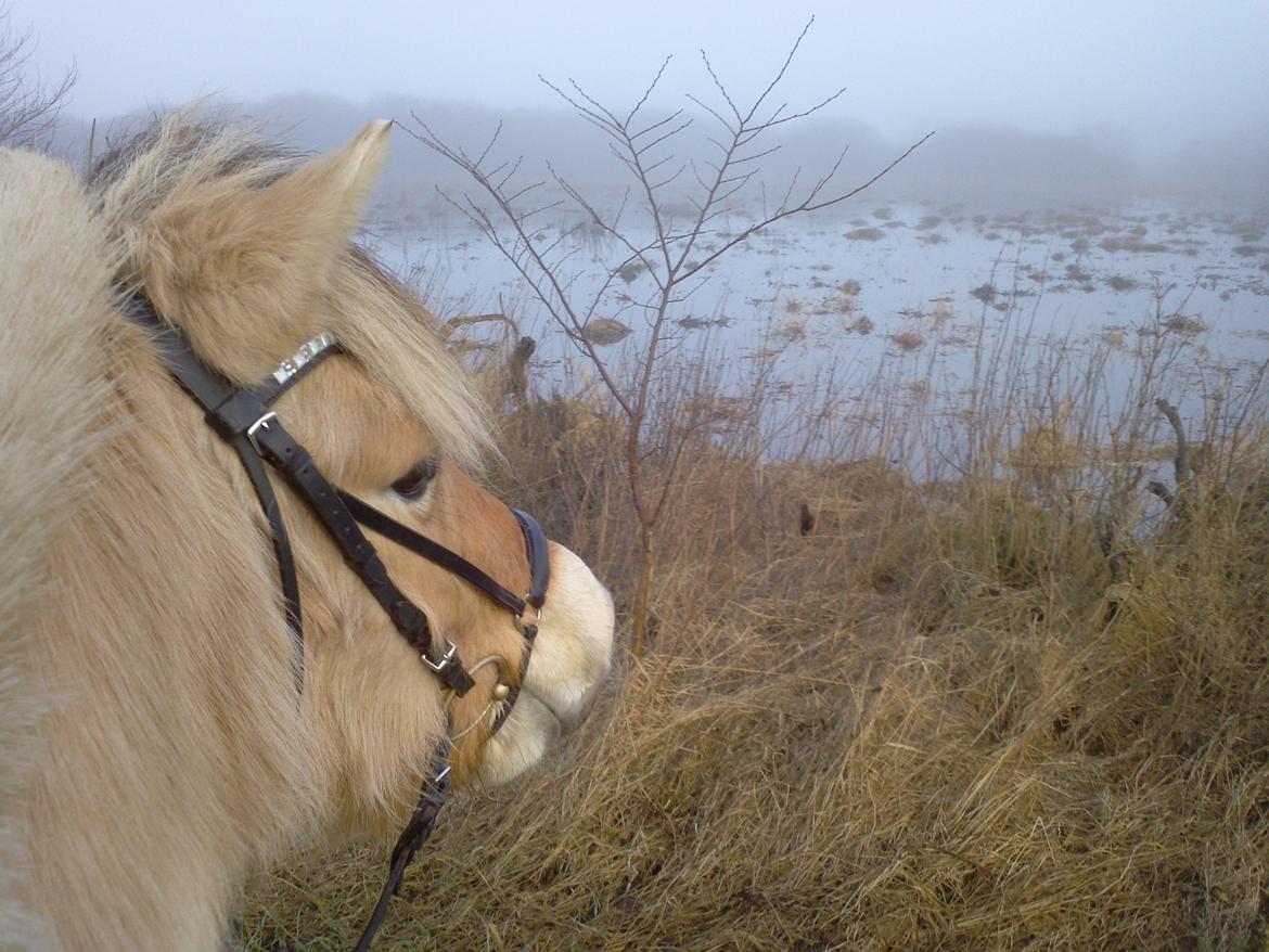 Fjordhest KIRSTINE VÅRBY billede 11