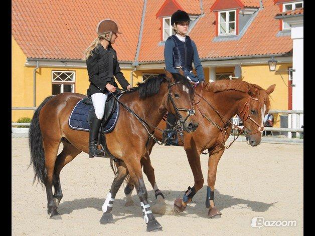 Welsh Cob (sec D) Låddenhøjs Donnovan - Katrine og jeg til stævne på Hørs :-) foto: Nikoline billede 11