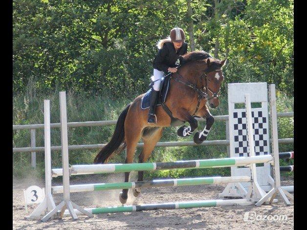 Welsh Cob (sec D) Låddenhøjs Donnovan - Bassen og jeg til vores første stævne ude <3 foto: Nikoline billede 5