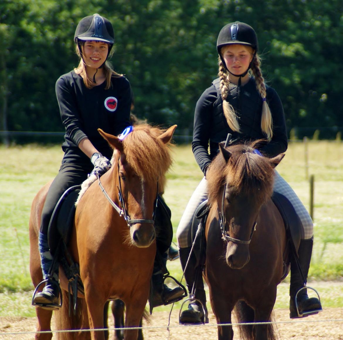 Islænder Elding fra Nyvanggaard - Både Dimma og Elding fik en fin 2. plads:D billede 3