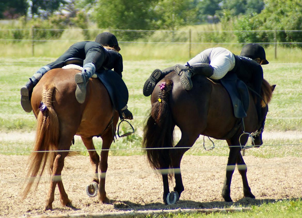 Islænder Elding fra Nyvanggaard - Vi kalder det for... At skridte af;) billede 4