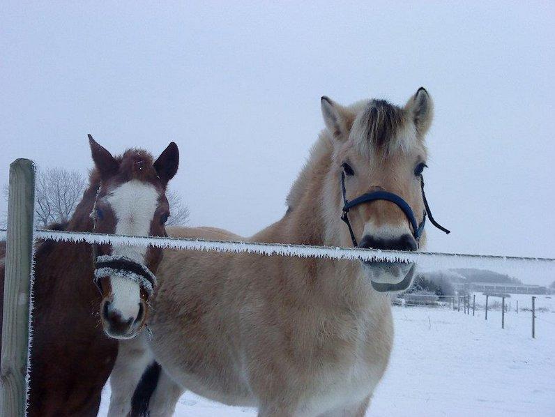 Anden særlig race Topsy - BFF'er i julehumør :) billede 11