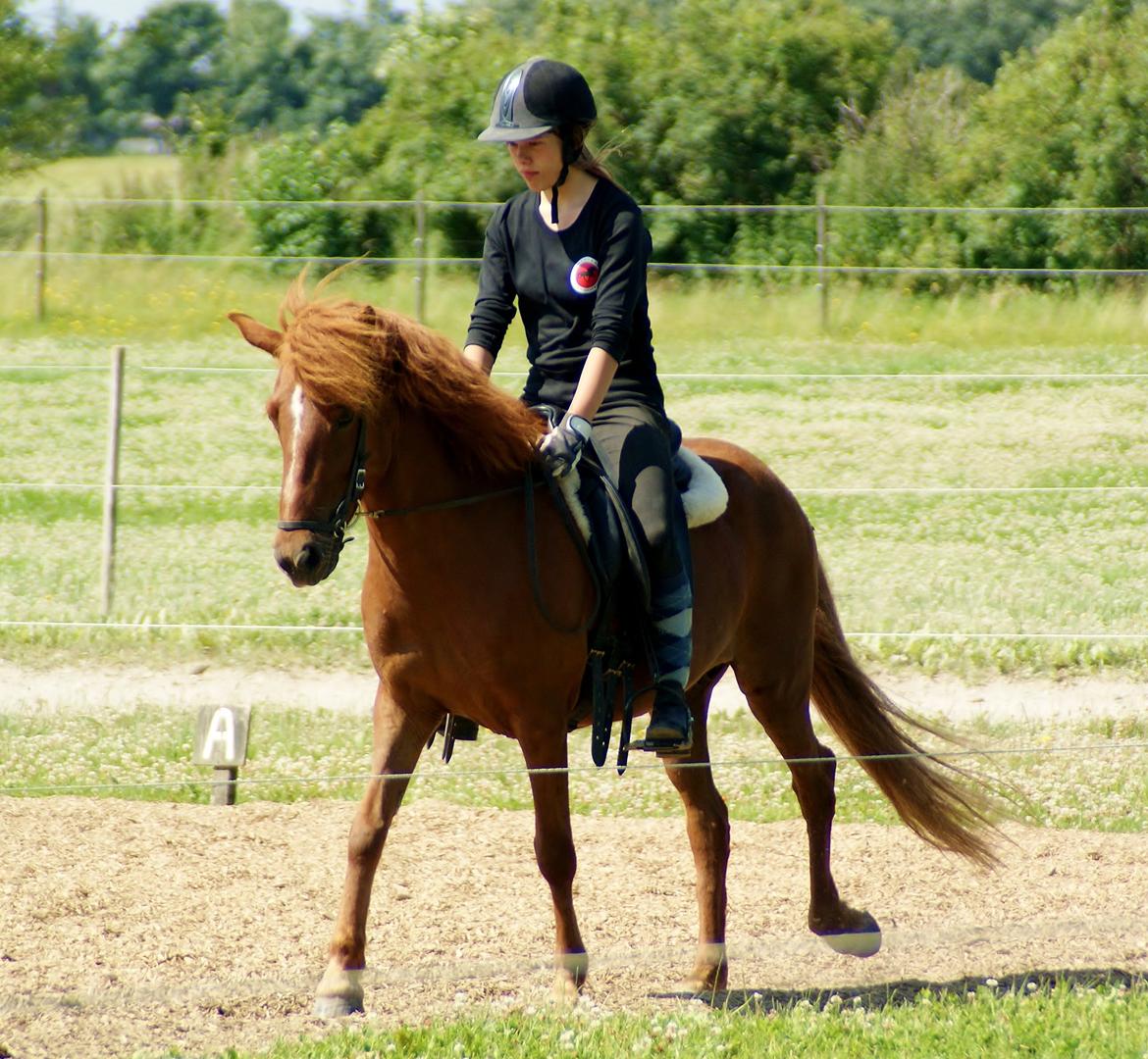 Islænder Elding fra Nyvanggaard - Eldings første og eneste stævne:) - Indtil nu;) billede 5