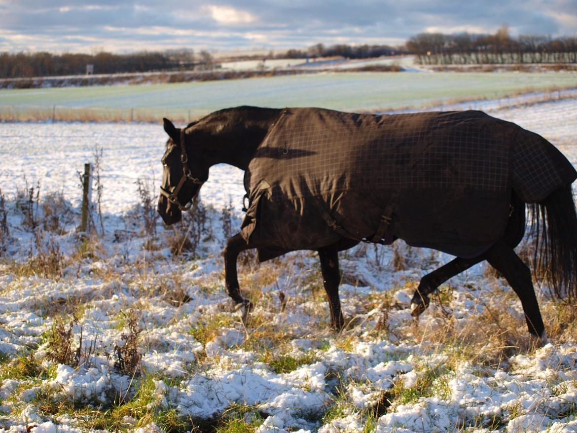 Oldenborg Almsgaards Oblate ( Prinsessen ) billede 16