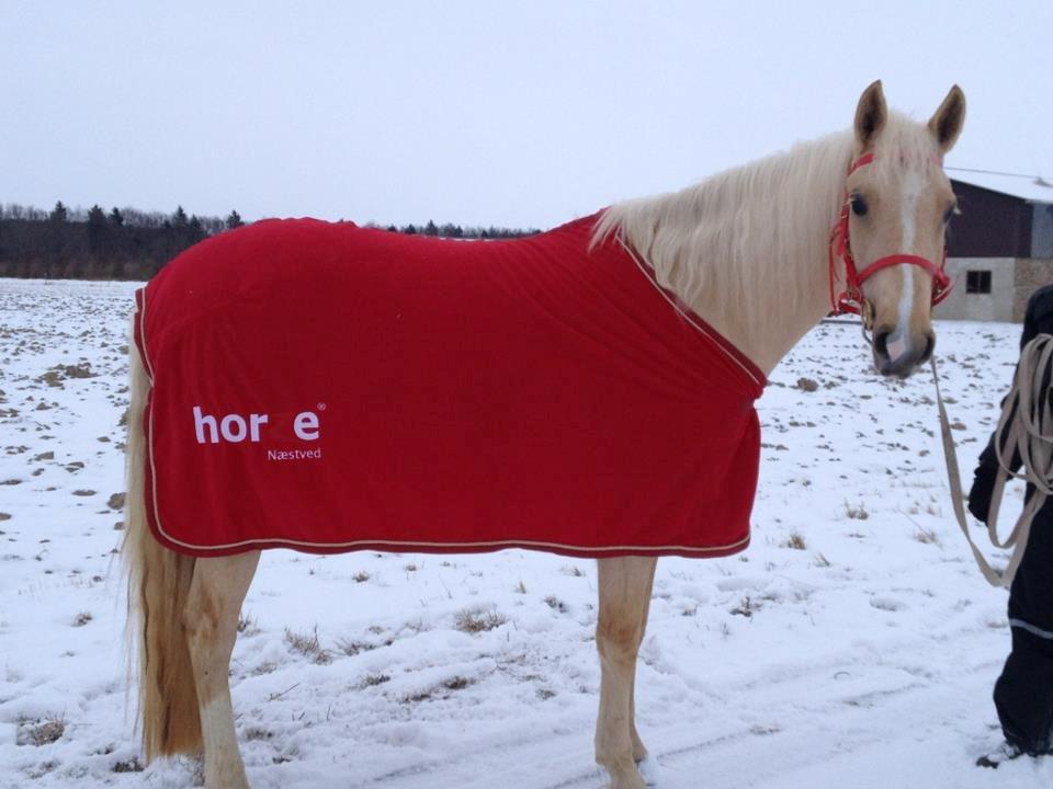 Palomino Pineappel - Ude og gå med hende, får første gang:) billede 1