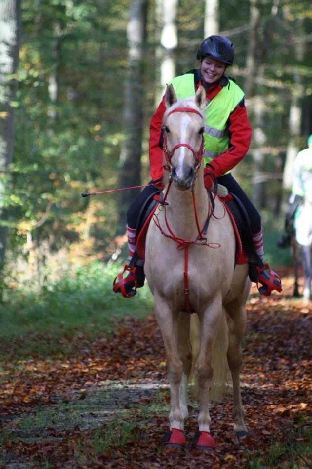 Palomino Pineappel billede 8