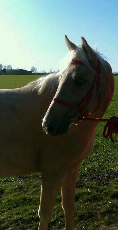 Palomino Pineappel billede 3