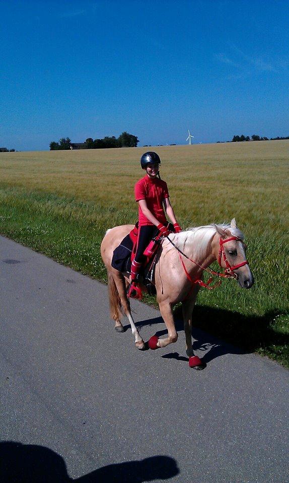 Palomino Pineappel - Tur i sommeren :) billede 7