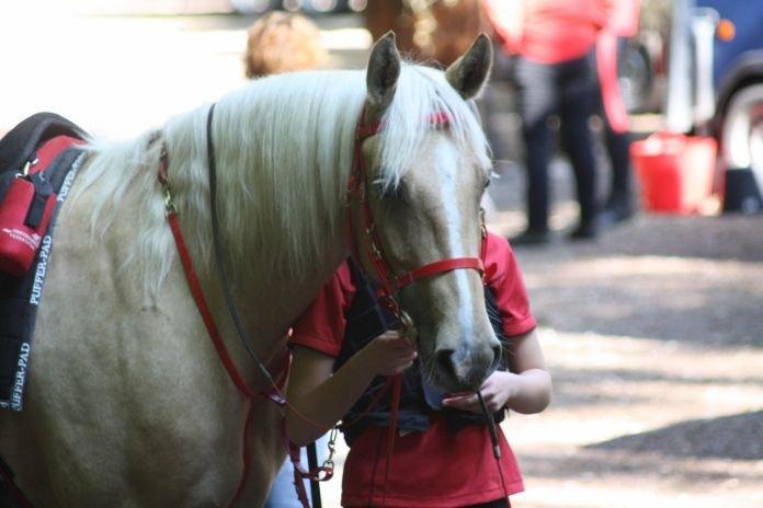 Palomino Pineappel billede 5