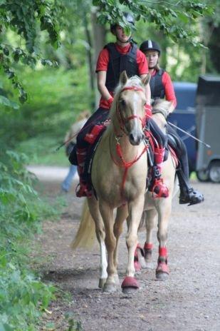 Palomino Pineappel billede 6