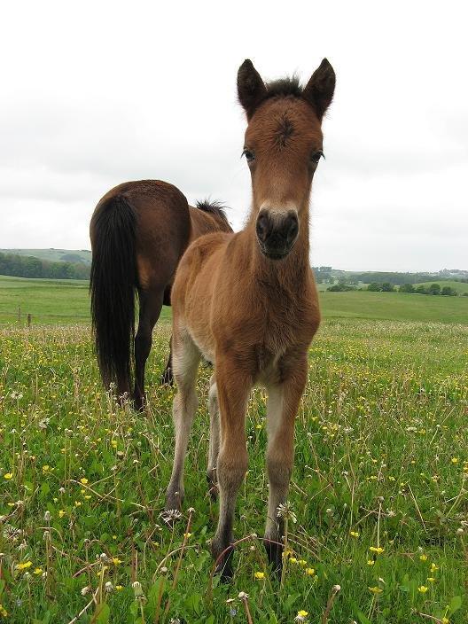 Islænder Hilda fra Lemming - Hilda som føl billede 5