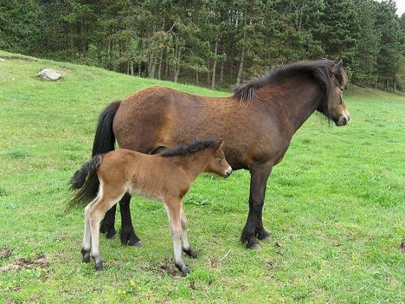 Islænder Hilda fra Lemming - Hilda som føl billede 7
