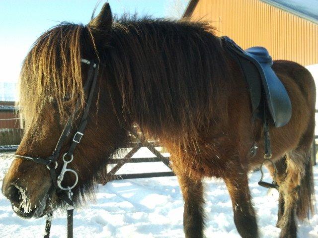 Islænder Hilda fra Lemming - Efter en tur i sneen - det er hårdt at være hidsig :) billede 8