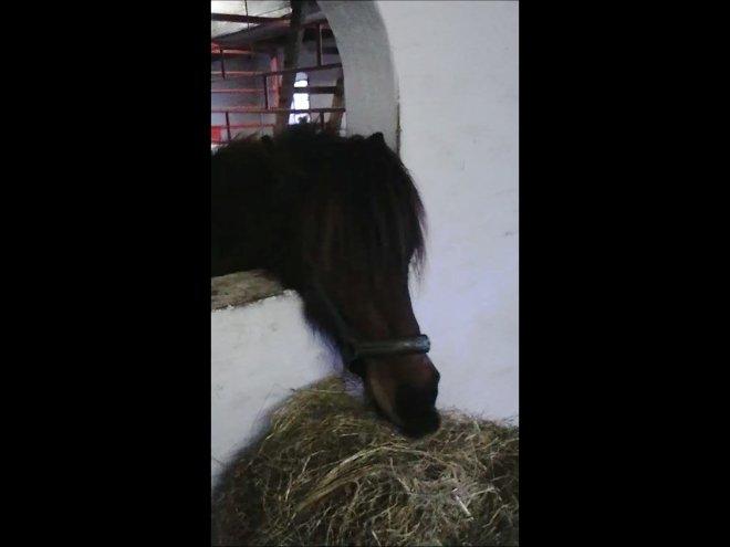 Islænder Hilda fra Lemming billede 12