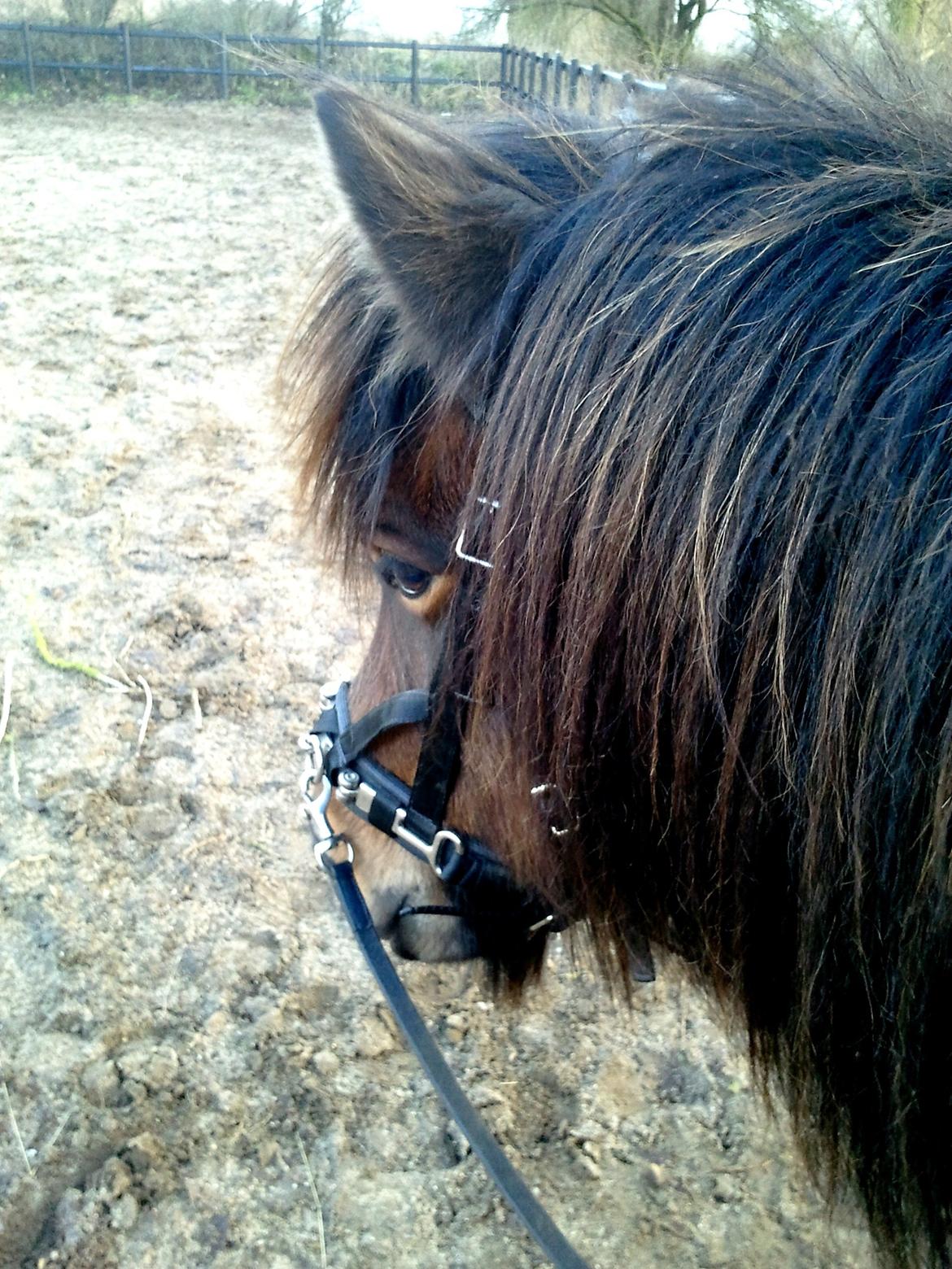 Islænder Hilda fra Lemming - Første gang med kapsun billede 13