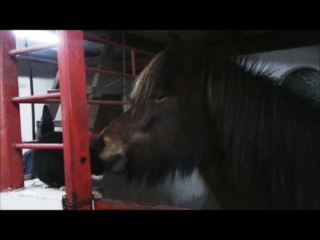 Islænder Hilda fra Lemming - Nusser katten :)  (taget fra video) billede 4