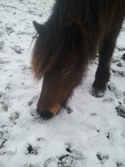 Islænder Hilda fra Lemming billede 2