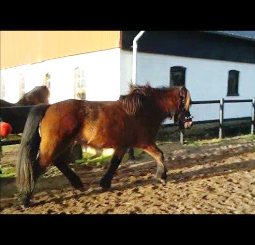 Islænder Hilda fra Lemming - Første gang med kapsun  (taget fra video) billede 19