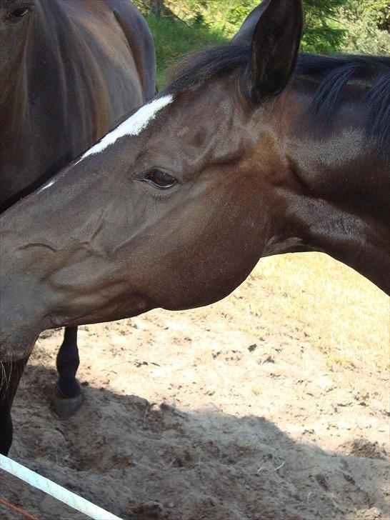 Dansk Varmblod jesti's Wanila billede 4