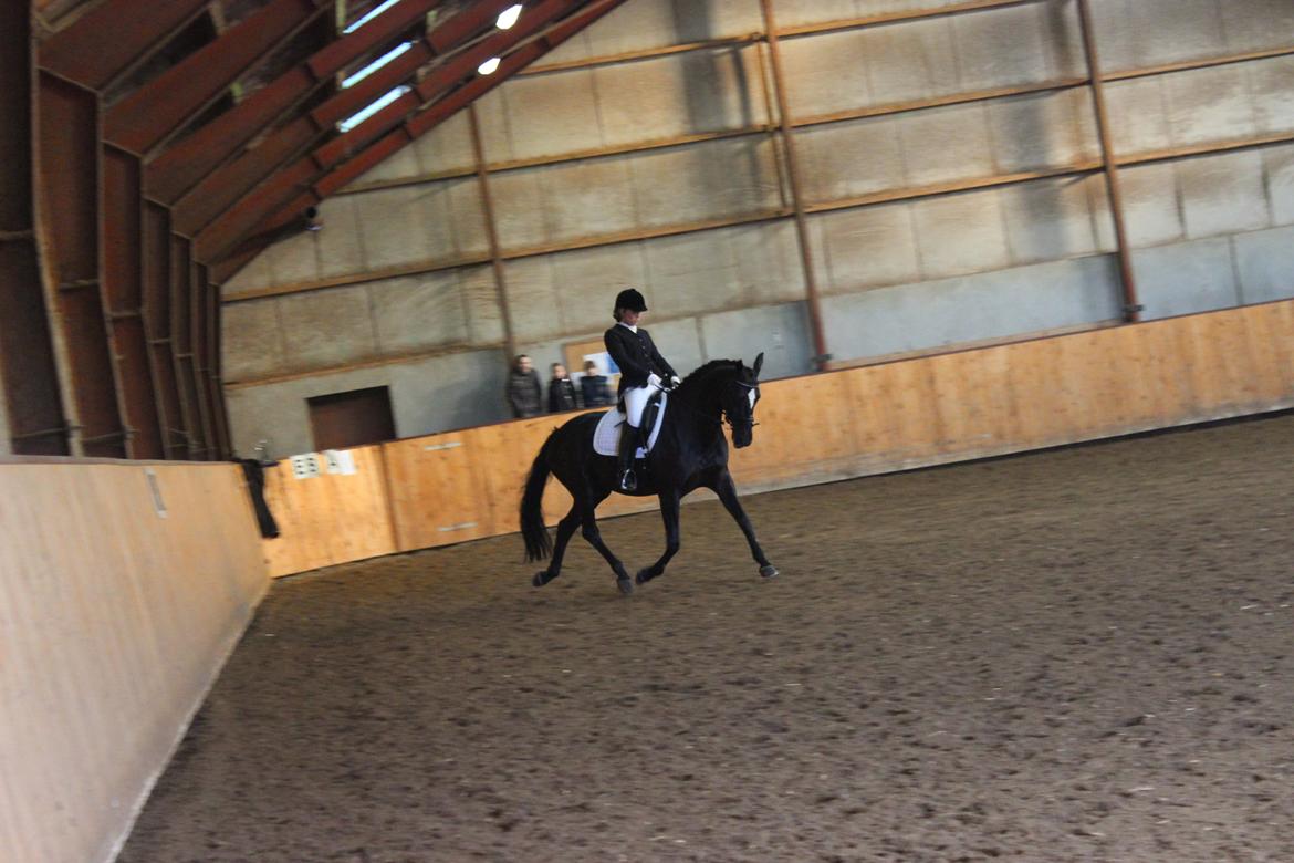 Dansk Varmblod jesti's Wanila - Øgning!!! billede 13