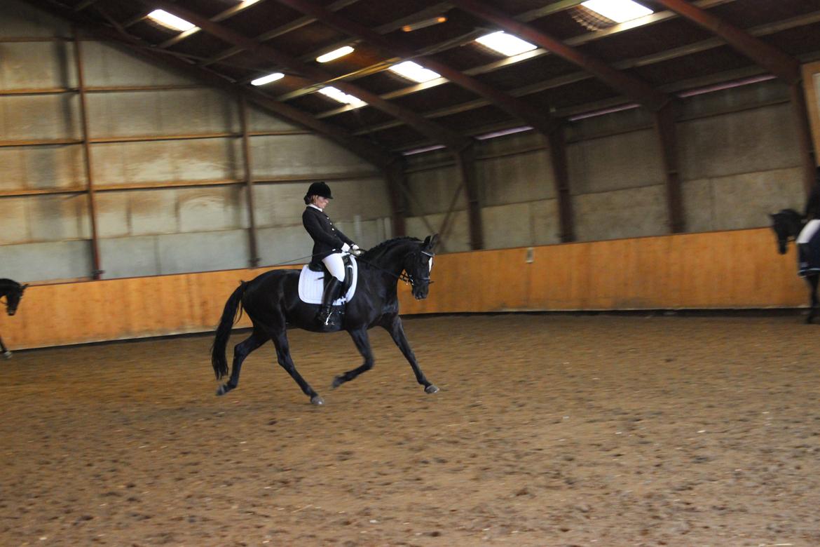 Dansk Varmblod jesti's Wanila - Stævne på SSRK billede 14